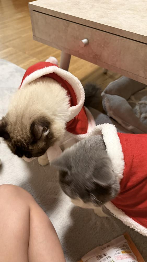 🤍🎄𝑀𝐸𝑅𝑅𝑌 𝐶𝐻𝑅𝐼𝑆𝑇𝑀𝐴𝑆 🎄🤍