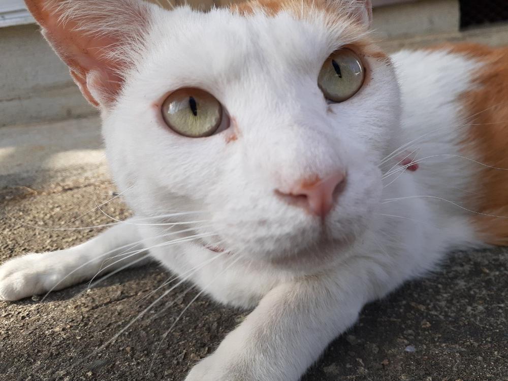 タマ元気かな？🐈