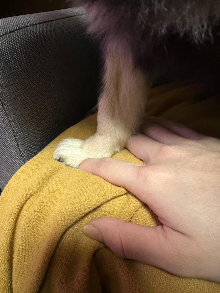 おいイヌ🐶🐾