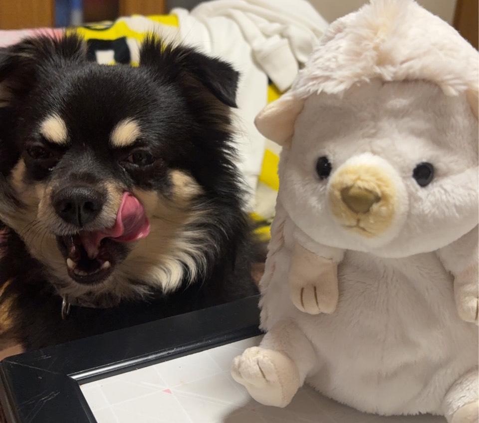 おたんじょうび🐶