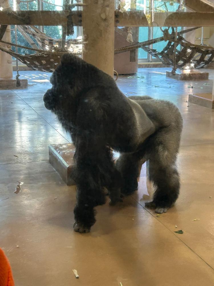 ゴリラ🦍かっこいい