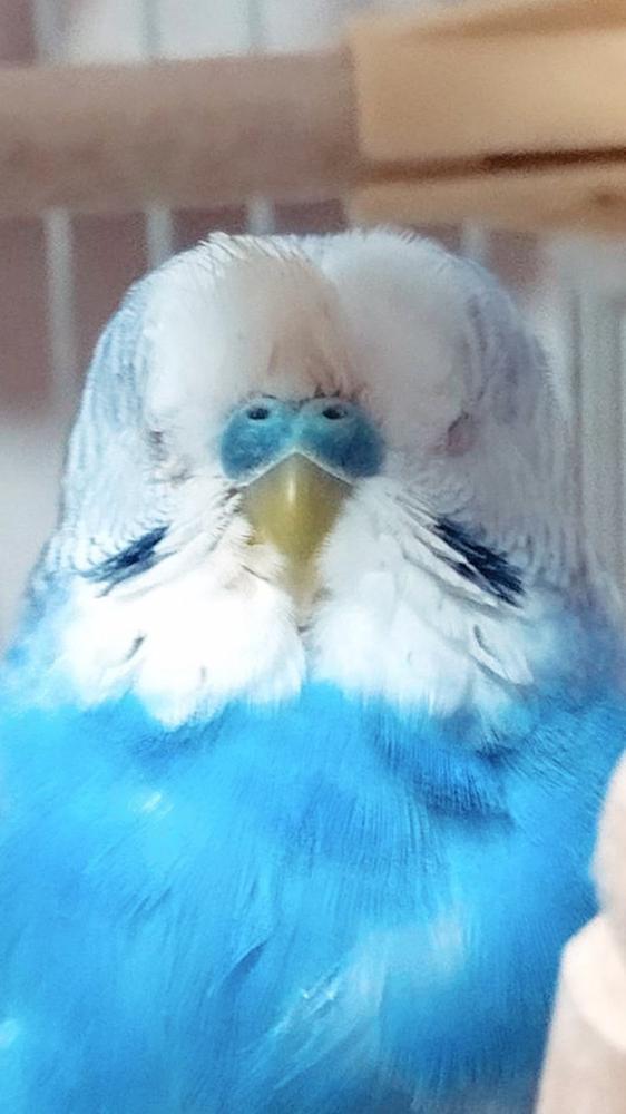 きーちゃん天国へ旅立ちしまた