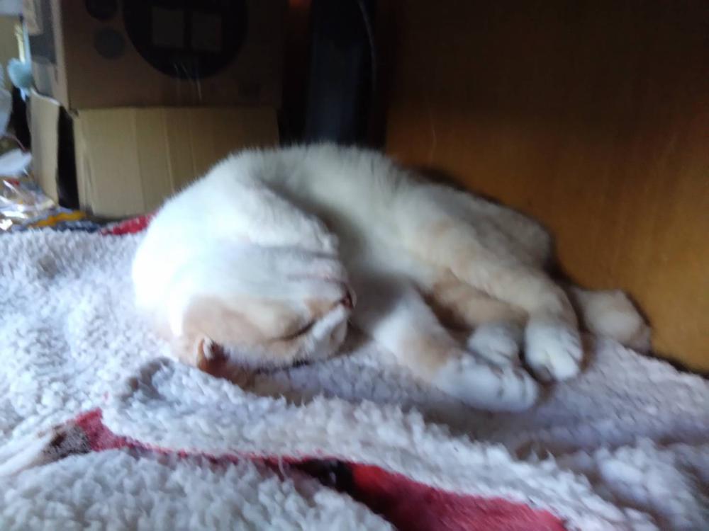 今日はおやすみ🌙*ﾟ