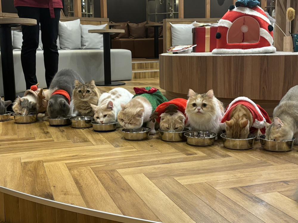 お休みです🐈🐈‍⬛