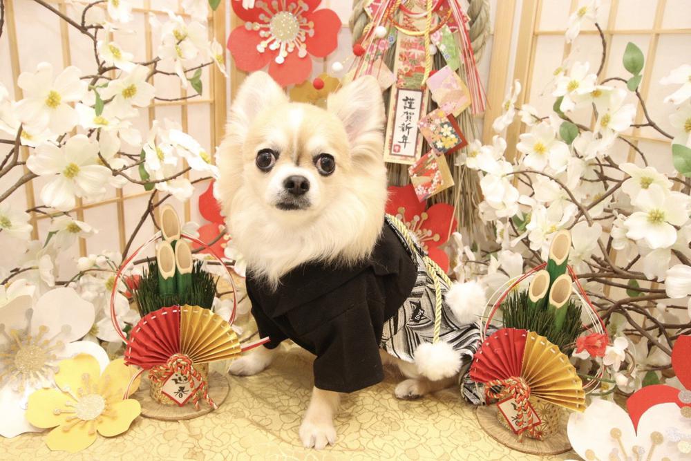 明けましておめでとうございます