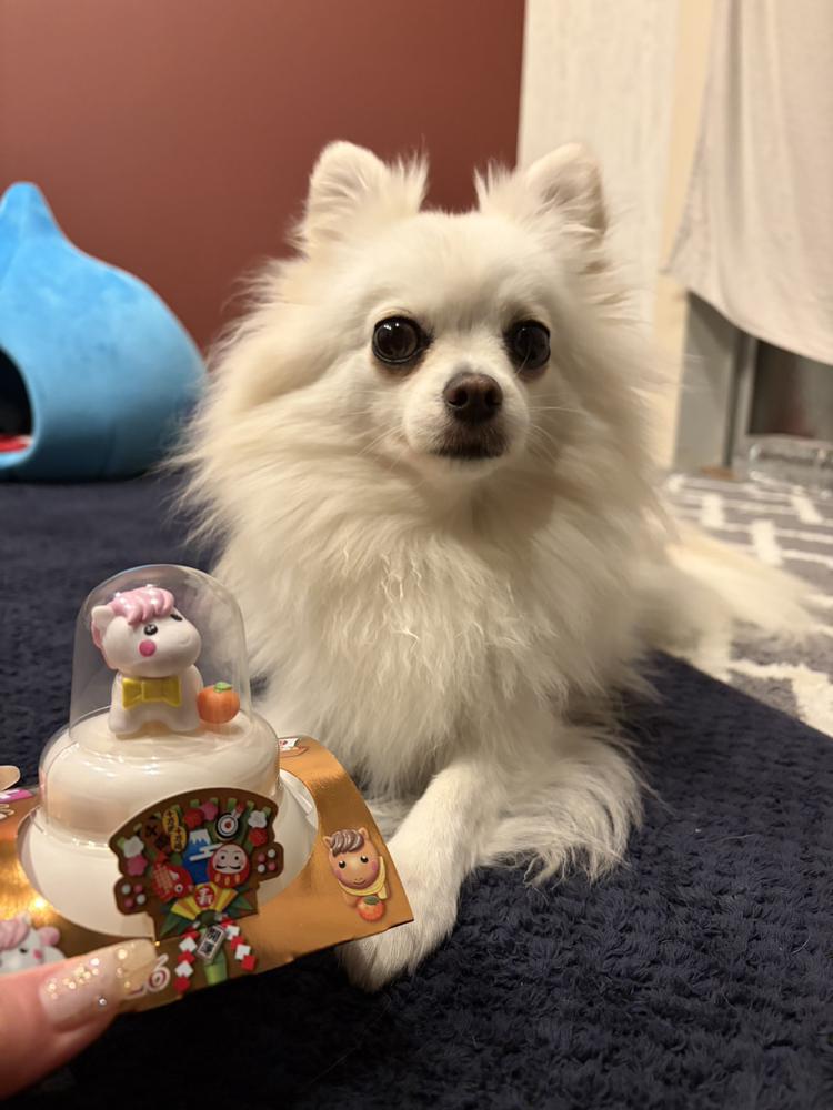 新年あけましておめでとうございます🎍