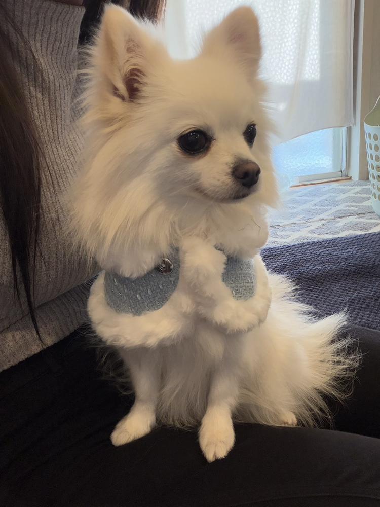 犬と過ごす2連休