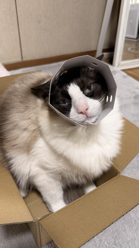 明日おやすみだよ今日逢いに来て🥺