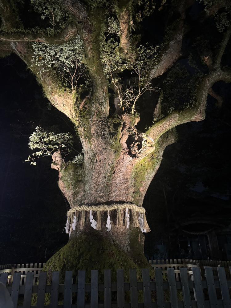 神木パワー🌳✨️✨️✨
