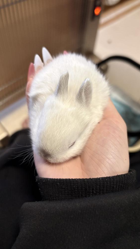 🐰