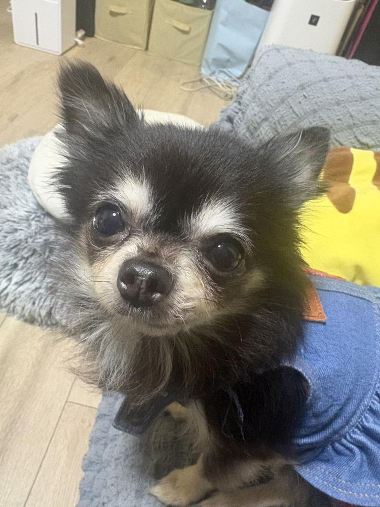 グランメゾンパリ