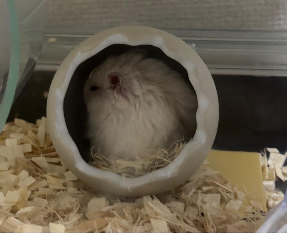 家族が増えました