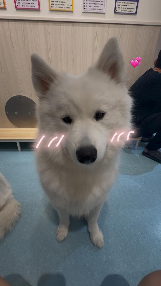 サモエド🎶🎶