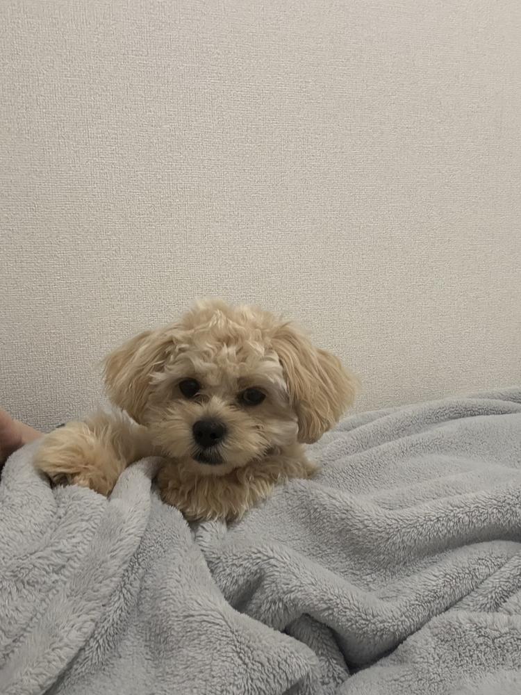 いっっっっっっぬ