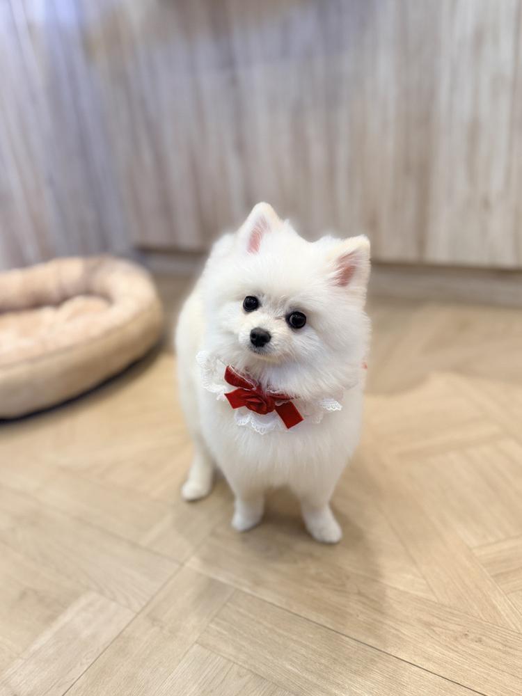 やぴˉ̞̭ ( ›◡ु︎‹ ) ˄̻ ̊