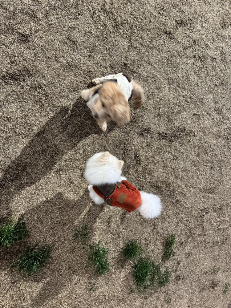 やぴˉ̞̭ ( ›◡ु︎‹ ) ˄̻ ̊