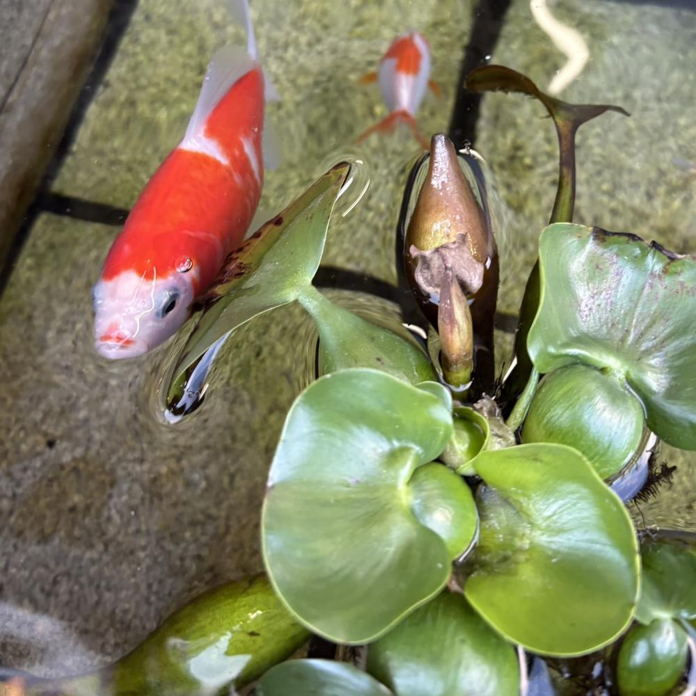 鯉を見ました🐡