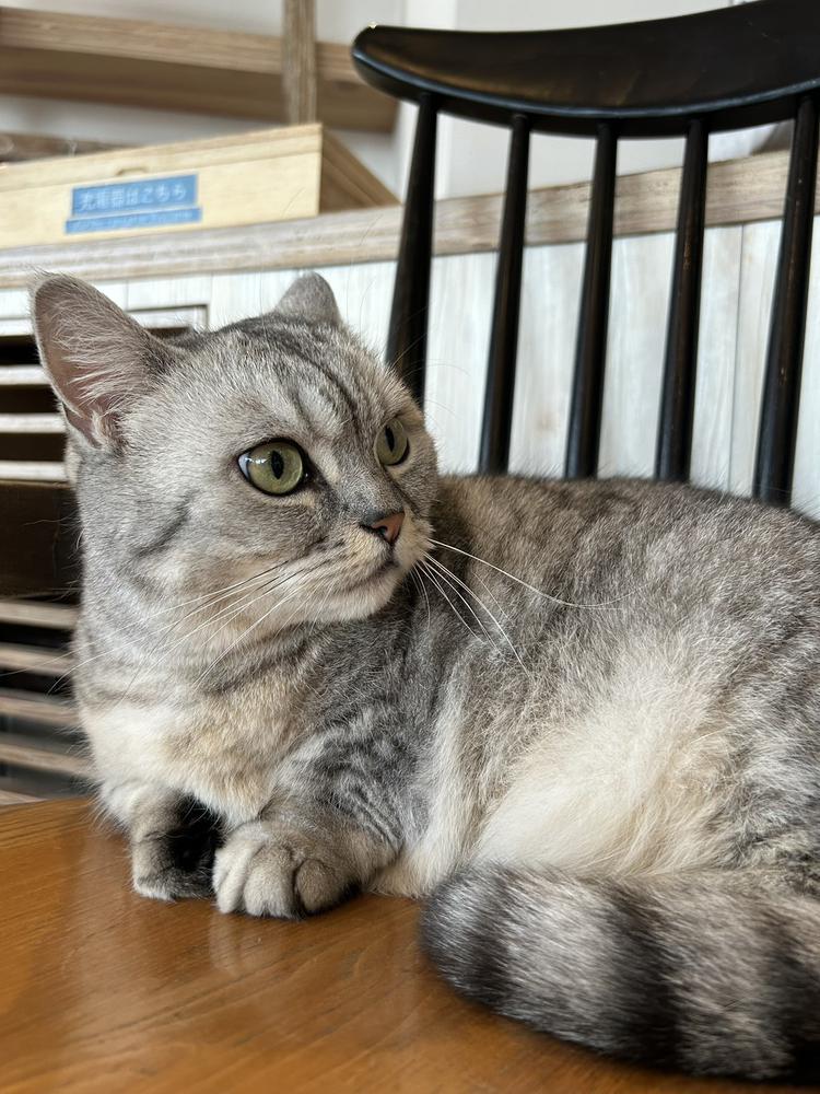 猫カフェ🍰🐈‍⬛