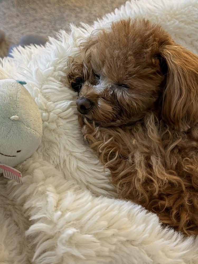 大人になった💭