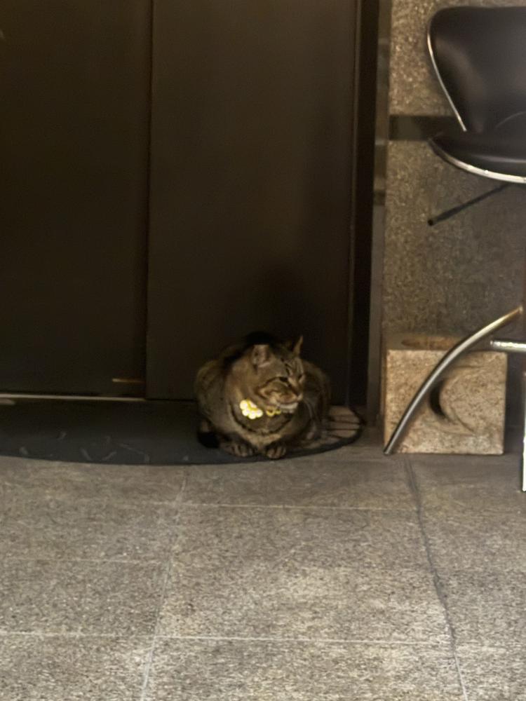 でぶねこ🫶たまらん