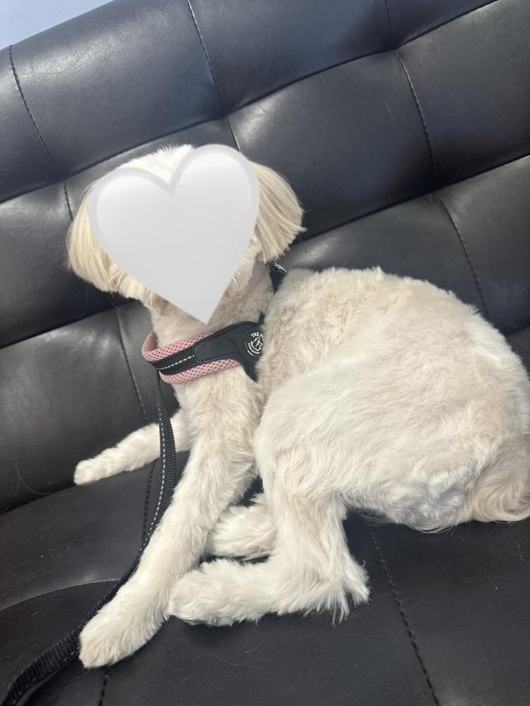 トリミングわず🐶🐾