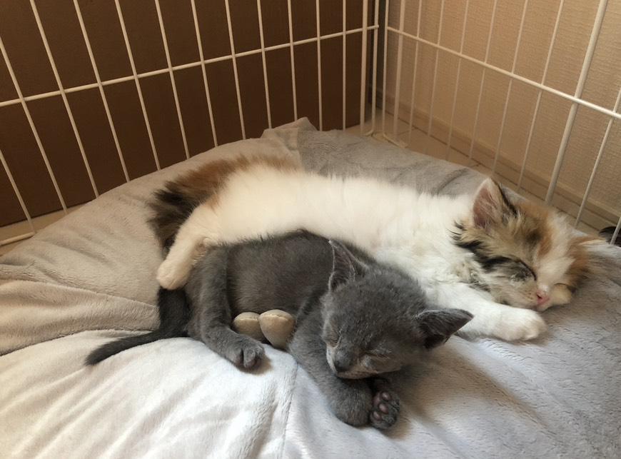 🌸ましゅまろ🌸