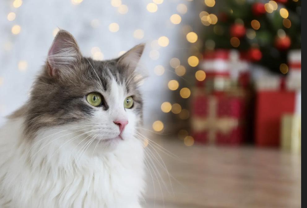 こんばんにゃ🐱猫の日だね