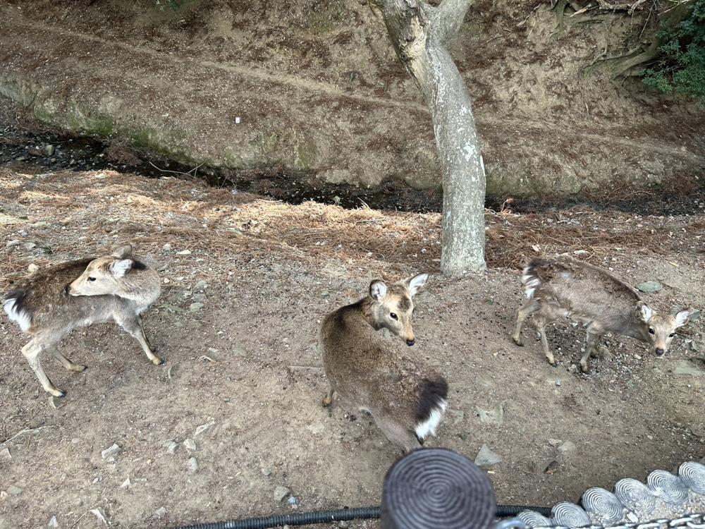 みてみて！鹿さん！
