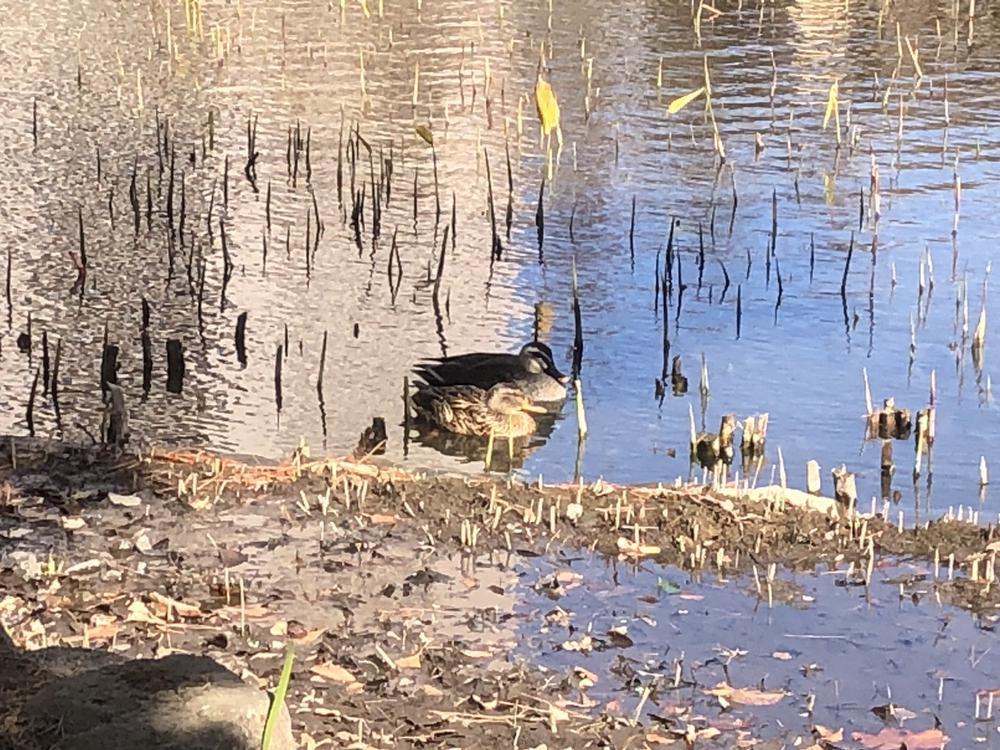 カップルカモ🦆