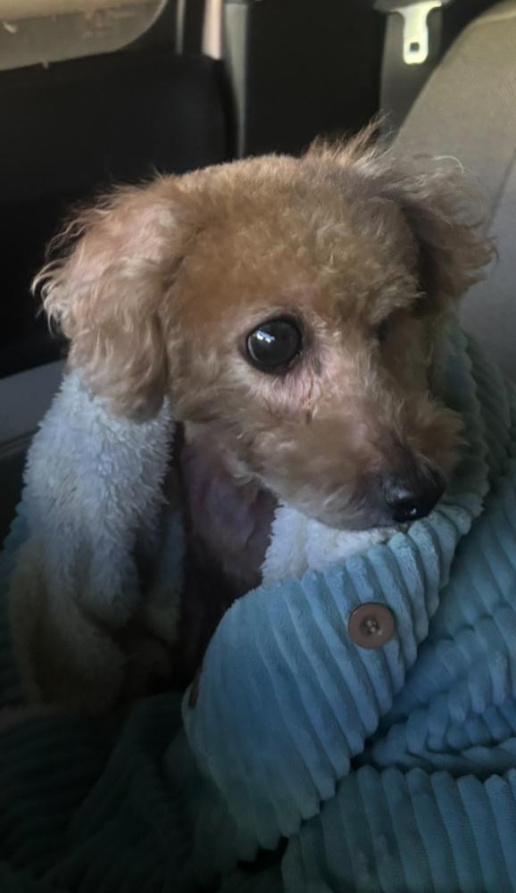 しゅっきん︎︎☁わんこ🐶