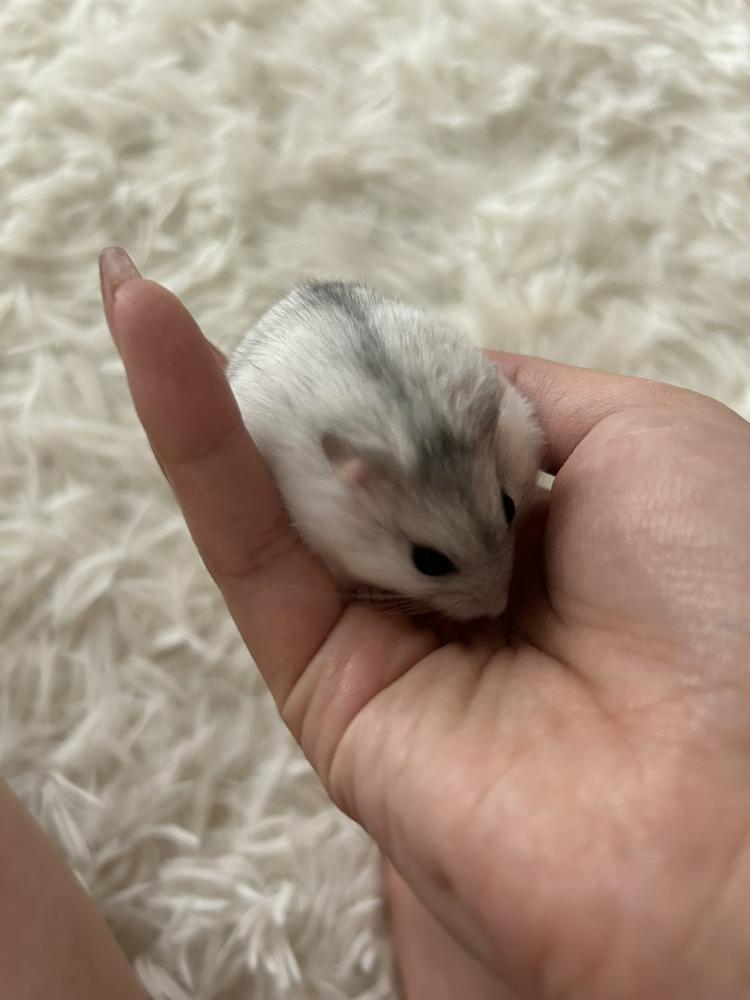 ペット🐹♡