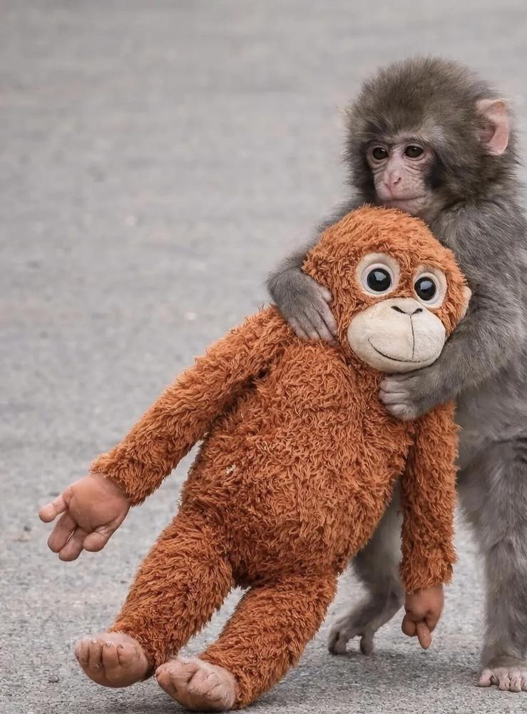 パンチ君🐒👊🔥