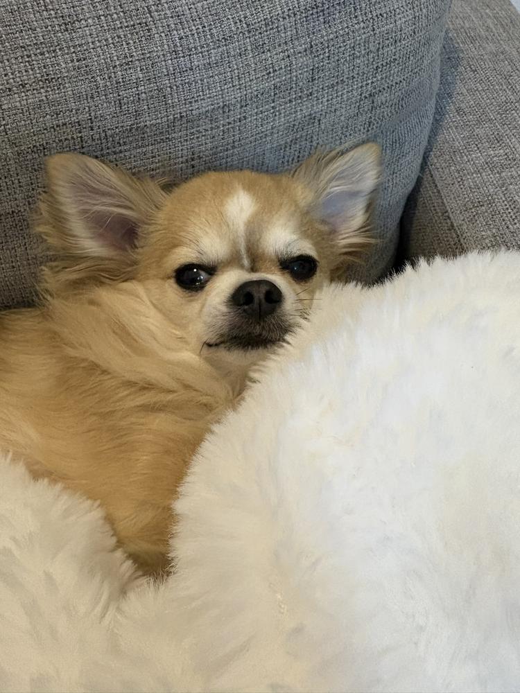 ねぼすけころちゃん