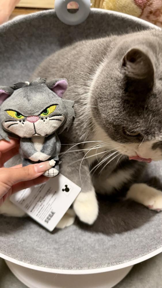 愛猫の誕生日🎂