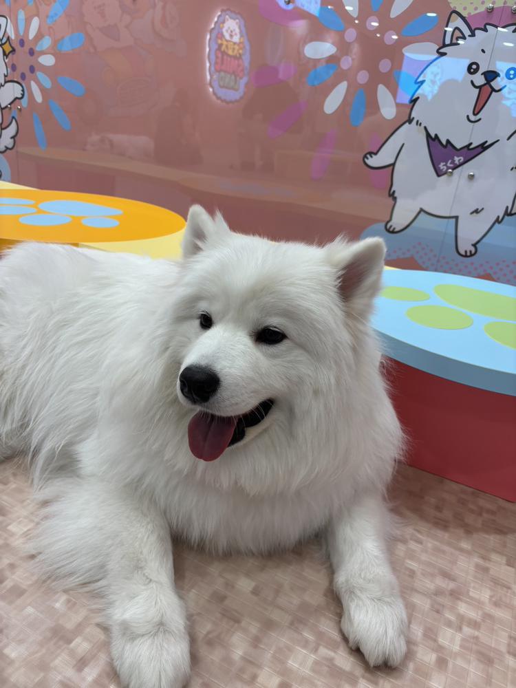 サモエドちゃん🐶