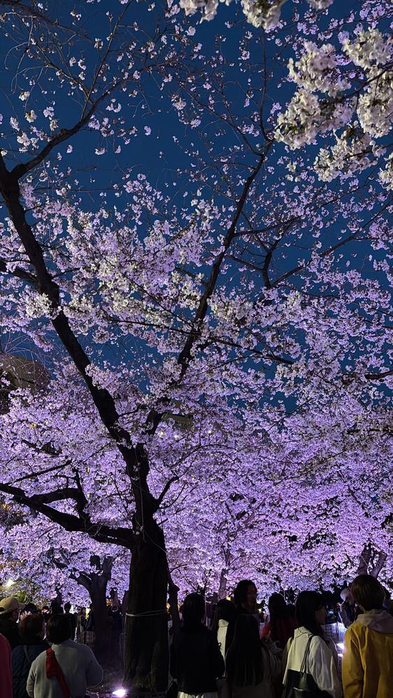 お花見したいな🌸🌃