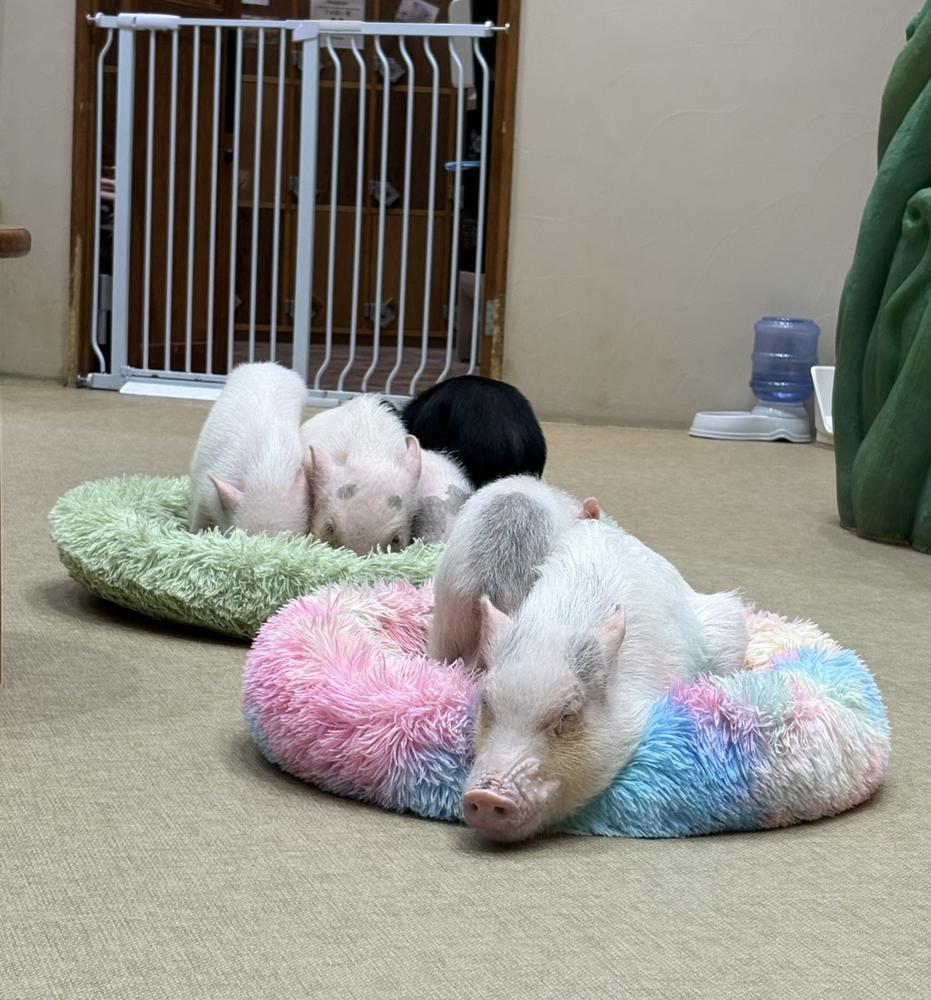 (๑•🐽•๑)㌧