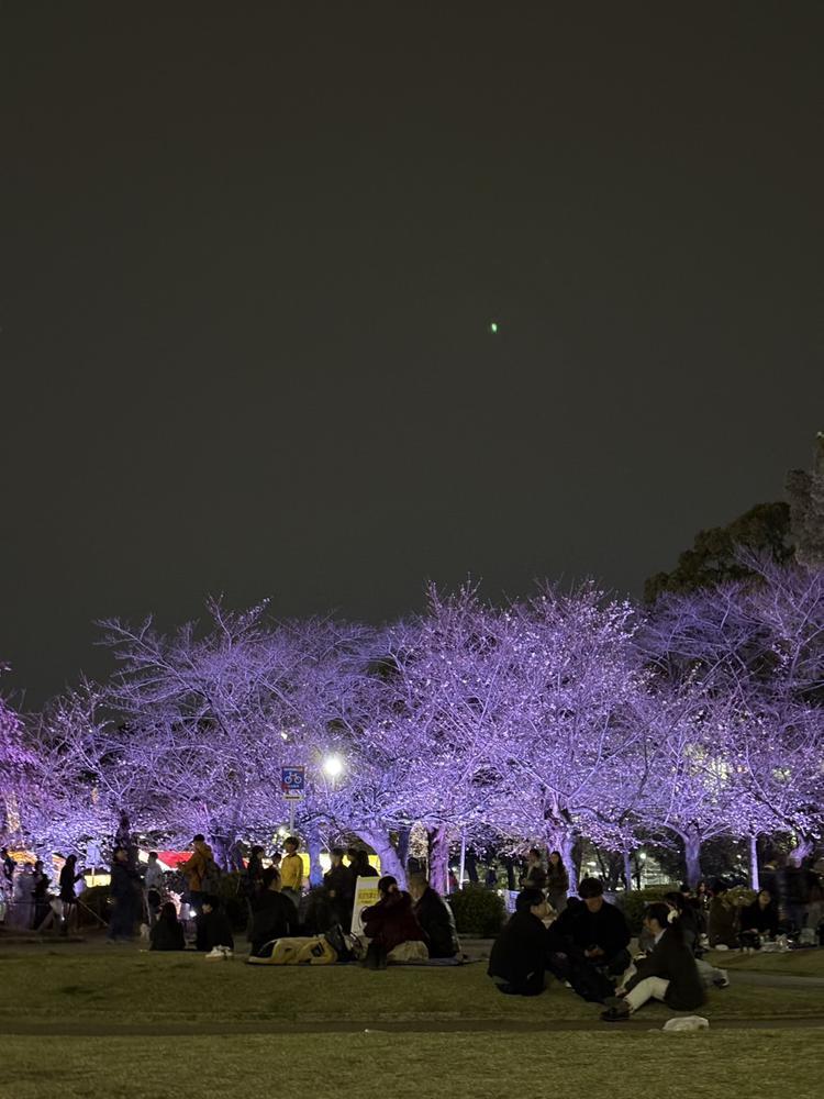 桜咲いてる、？