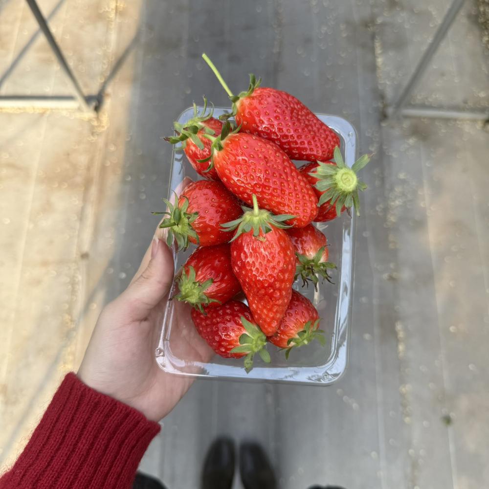 ฅ^🍓ω🍓^ฅ