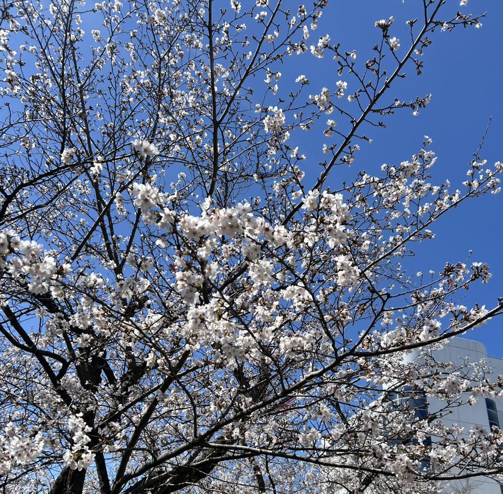 みて〜！！桜！！🌸
