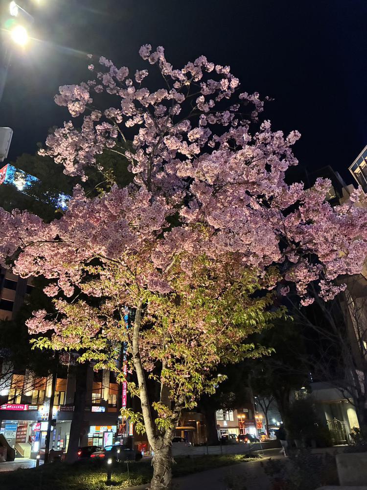 桜