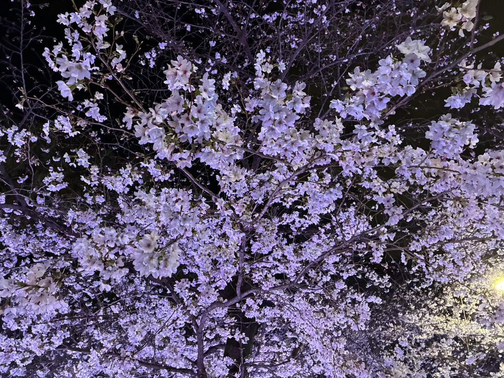 夜桜🌸