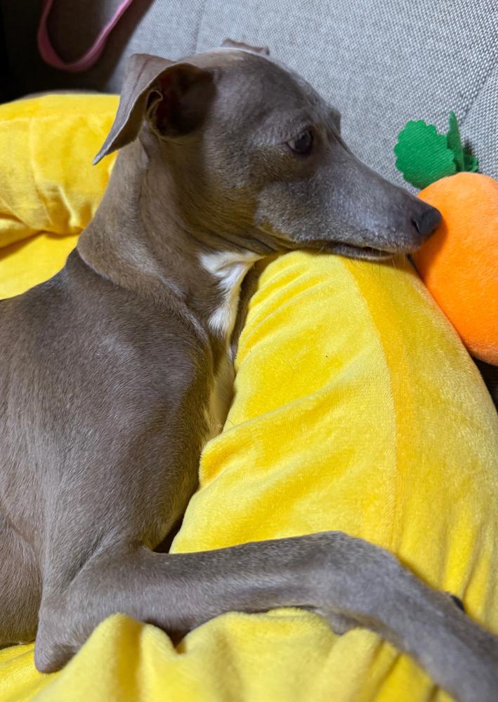 可愛い愛犬♥️