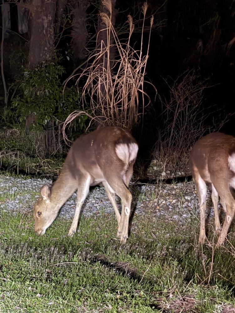野生の鹿さん可愛い♡♡