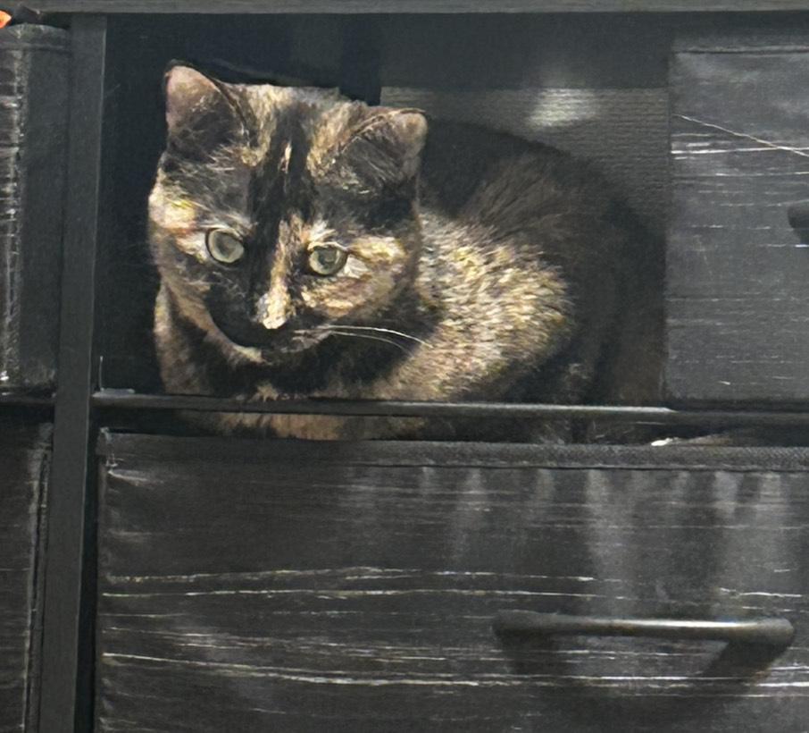 なんでそこにいるの？🐱