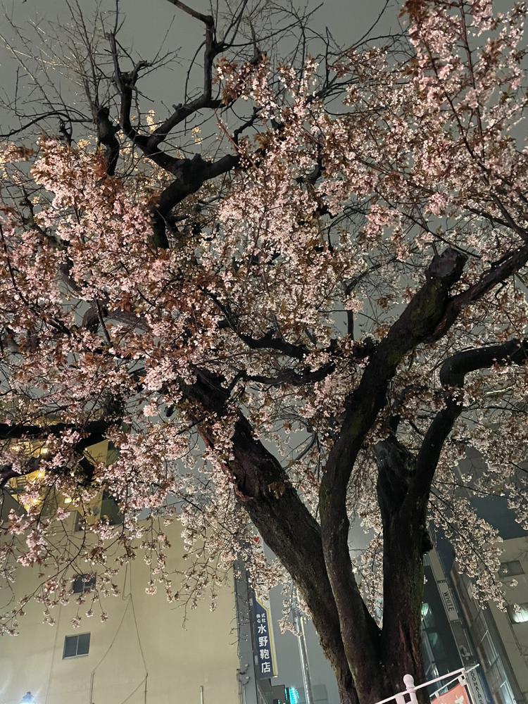 🌸 夜 桜 🌸