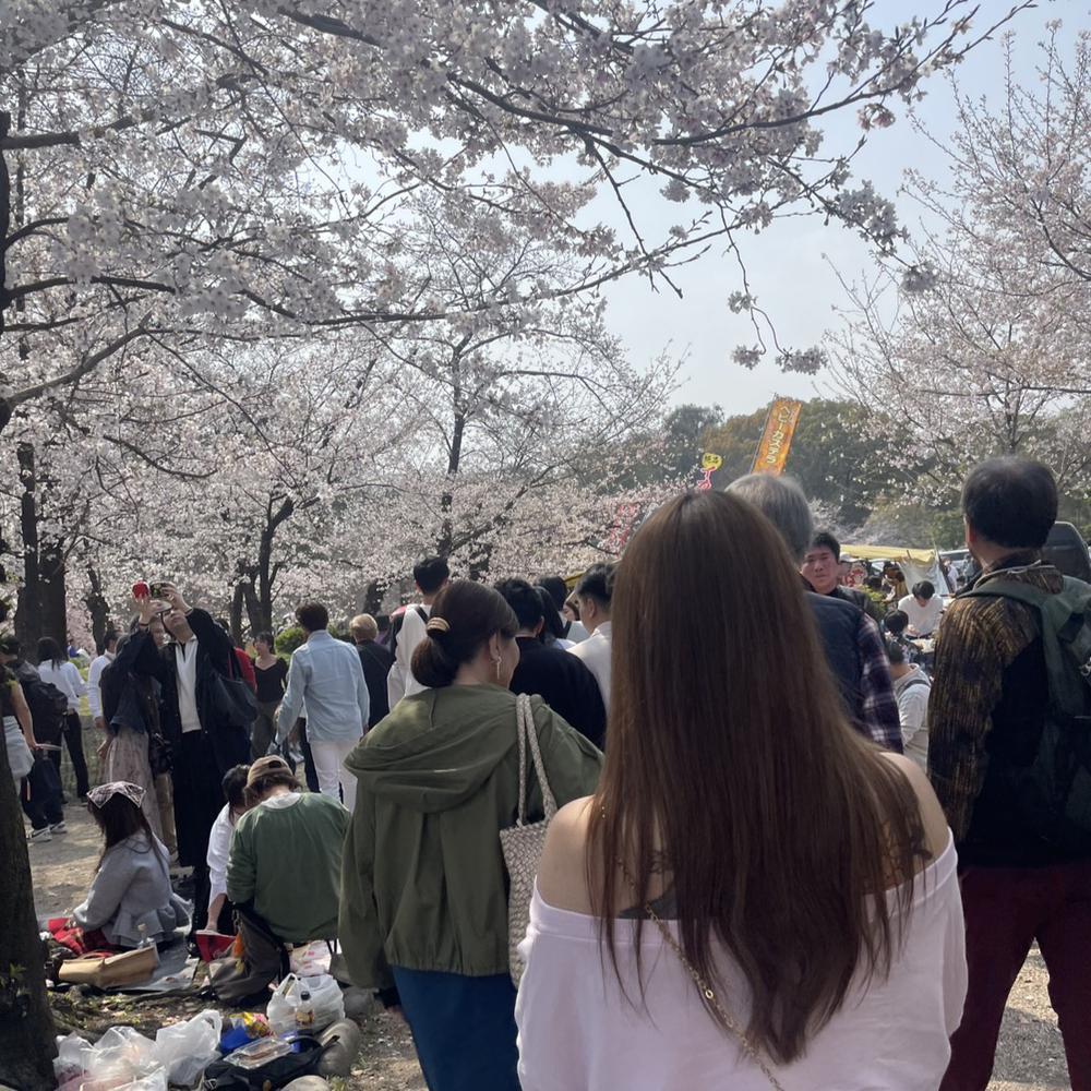 🌸 お 花 見 🌸