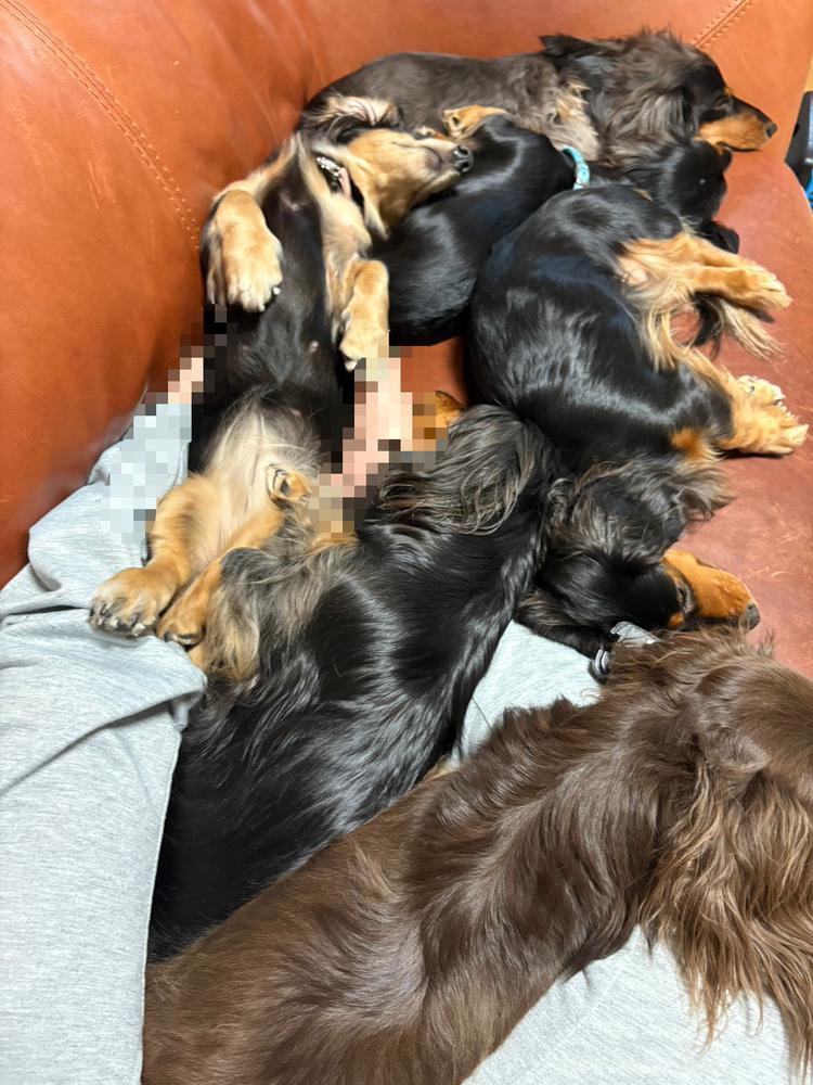 イッヌまみれ🐶