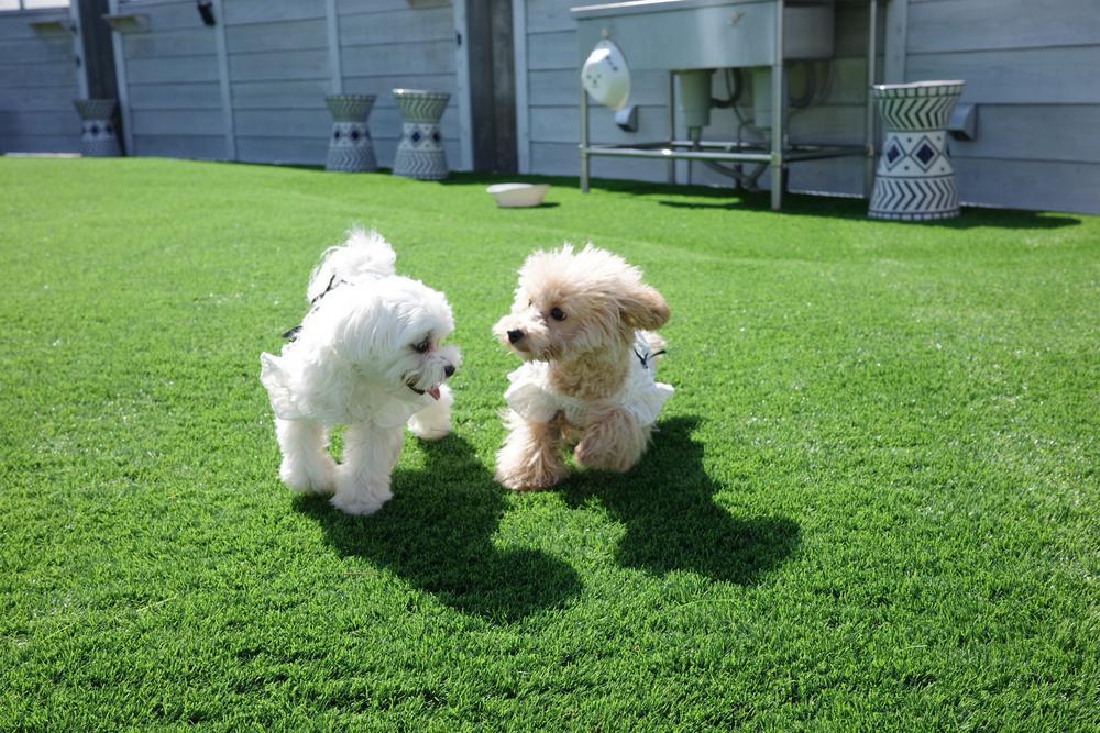 ドックラン☀️