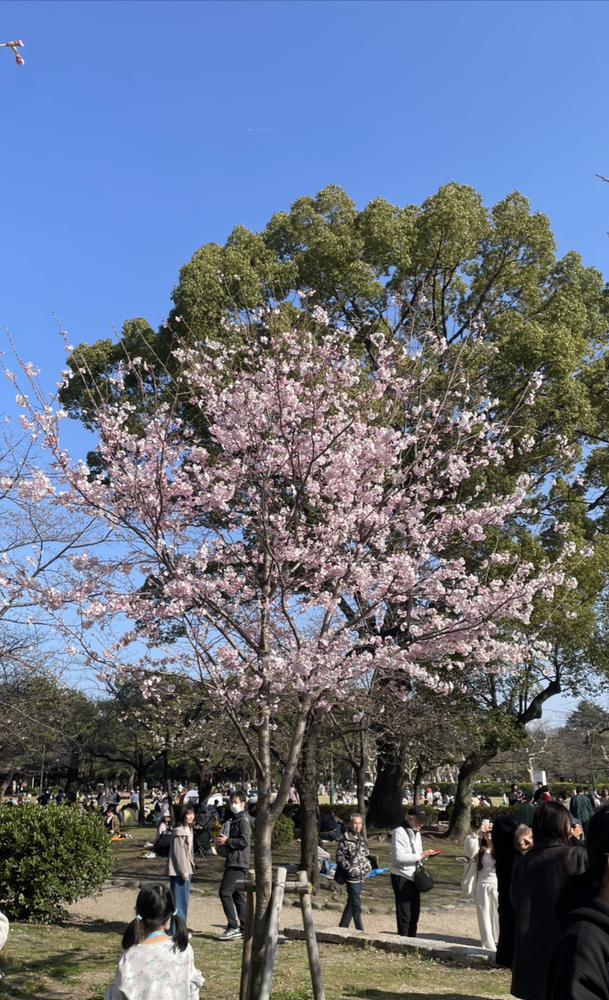 桜を見る会第1弾🌸
